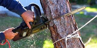 How Our Tree Care Process Works  in  Marienville, PA