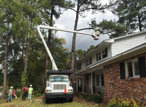 Tree and Shrub Care