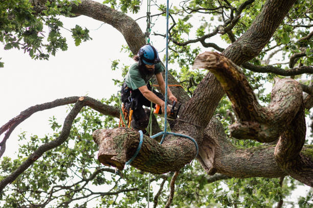 Best Emergency Tree Removal  in Marienville, PA